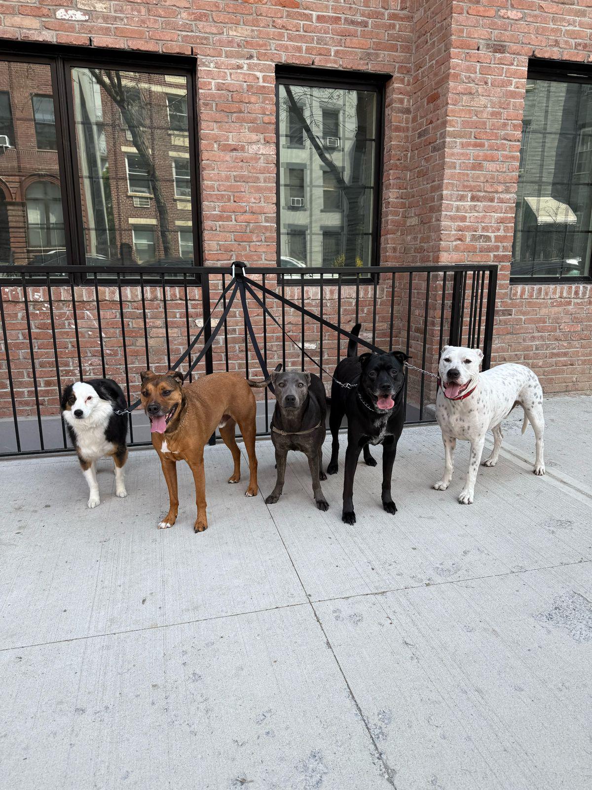 Fido Playhouse — PHOTO-2025-05-22-12-46-36 2
